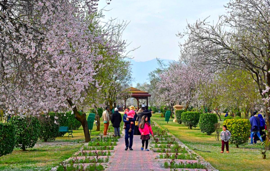 a-family-with-children-walking-past-blooming-spring-almond-trees-in-badaam-wari-srinagar